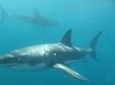 Half-Day White Shark Cage Diving from Gansbaai