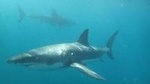 Half-Day White Shark Cage Diving from Gansbaai