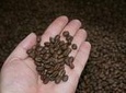 Coffee Cupping Express Private Tour (3 Hrs.)