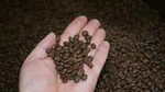 Coffee Cupping Express Private Tour (3 Hrs.)