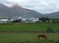 Icelandic Horseback riding at Laxnes