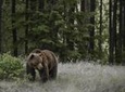 Discover Jasper and its Wildlife