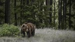 Discover Jasper and its Wildlife