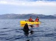 Kayaking Adventure in Kaikoura