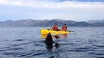 Kayaking Adventure in Kaikoura