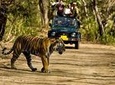 Khajuraho Day Tour: Jungle Safari at Panna National Park and Western and Eastern Temple