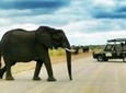Kruger National Park Full-Day Safari from Hazyview