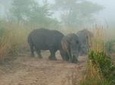 Kruger National Park Morning Game Drive from Hazyview