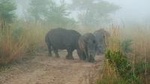 Kruger National Park Morning Game Drive from Hazyview
