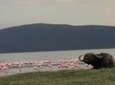 Nairobi Tour to the Lake Nakuru National Park