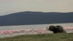 Nairobi Tour to the Lake Nakuru National Park