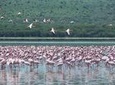Lake Nakuru National Park Day Tour from Nairobi