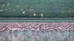 Lake Nakuru National Park Day Tour from Nairobi