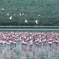Lake Nakuru National Park Day Tour from Nairobi