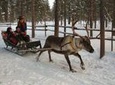 Lapland Reindeer Safari From Saariselkä