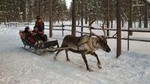 Lapland Reindeer Safari From Saariselkä