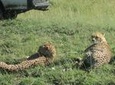 Nairobi National Park Tour