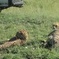 Nairobi National Park Tour