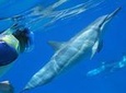Snorkel with Dolphins and Turtles in the Wild and experience Hawaiian Culture