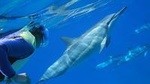 Snorkel with Dolphins and Turtles in the Wild and experience Hawaiian Culture