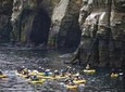 Original La Jolla Sea Cave Kayak Tour for Two