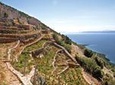 Peljesac Vineyards - Private Excursion from Dubrovnik with Mercedes Vehicle
