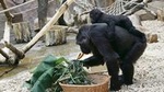 Prague Zoo Admission Ticket including Round Trip Transfer