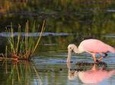 Prek Toal Bird Sanctuary Day Trip from Siem Reap