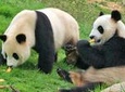 Private Chengdu Impression Day Tour including Panda Base