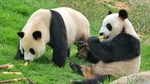 Private Chengdu Impression Day Tour including Panda Base