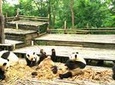 Private Half-Day Chengdu Panda Base Tour