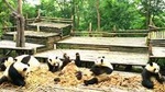 Private Half-Day Chengdu Panda Base Tour