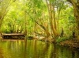 Private Half Day Tour: Exclusive World Heritage Rainforest and Waterfall Tour from Cairns