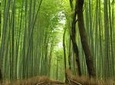 Private Kyoto Arashiyama Custom Half-Day Tour by Chartered Vehicle