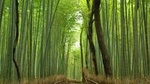 Private Kyoto Arashiyama Custom Half-Day Tour by Chartered Vehicle