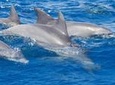 Private Port Stephens Day Trip from Sydney including Dolphin Cruise