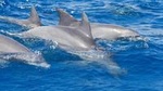 Private Port Stephens Day Trip from Sydney including Dolphin Cruise