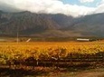 Private Shore Excursion: Cape Winelands Tour from Cape Town
