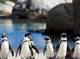 Cape of Good Hope-Cape Point & Penguins Private Tour from Cape Town