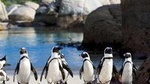 Cape of Good Hope-Cape Point & Penguins Private Tour from Cape Town