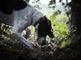 Private Tour: Truffle-Hunting Experience from Sorrento with Lunch