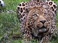 African Big- 5 Safari Full Day Guided Private Transfer At Aquila From Cape Town