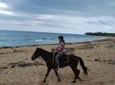 Punta Cana Horseback Riding on the Beach