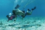 THREE ADVENTURES: Sailing Catamaran - Hooka Diving - Snorkeling
