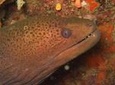 Racha Noi and Racha Yai Dive Trip from Phuket