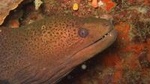 Racha Noi and Racha Yai Dive Trip from Phuket
