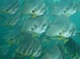 Racha Yai Dive Trip from Phuket