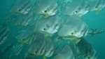 Racha Yai Dive Trip from Phuket