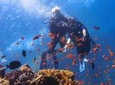 Red Sea Full-Day Introduction to Scuba Diving