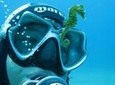 Try Scuba Diving in Split